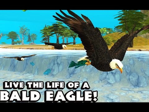 Eagle Simulator - Симулятор орла на Android ( Review)